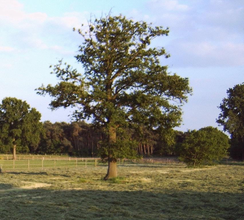 B&B Ferme Knaapen Neeritter Bagian luar foto